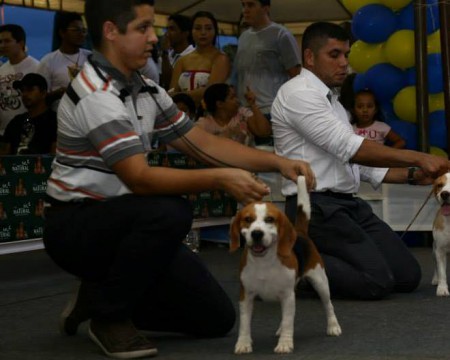 Champion's Line Forte Rio Negro Chinee